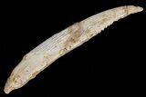 Hybodus Shark Dorsal Spine - Cretaceous #73123-1